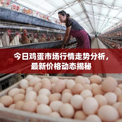 今日鸡蛋市场行情走势分析，最新价格动态揭秘