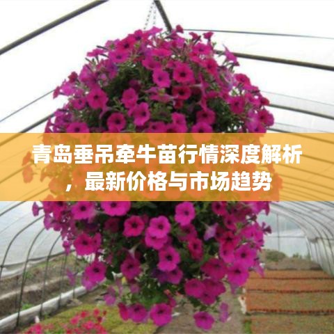 青岛垂吊牵牛苗行情深度解析，最新价格与市场趋势